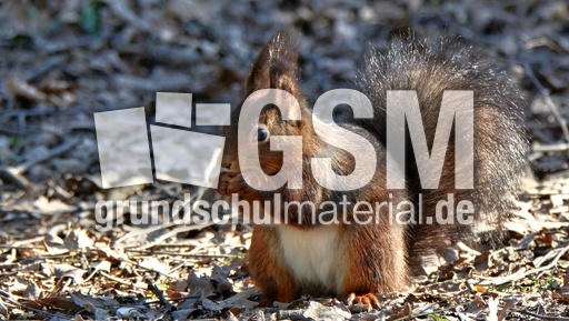 Eichhörnchen (1).jpg